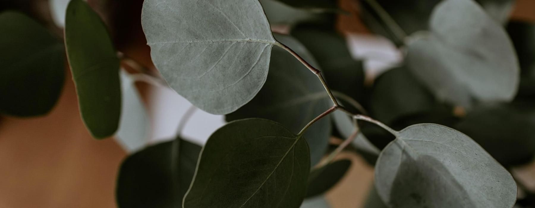 close up of a plant in vase